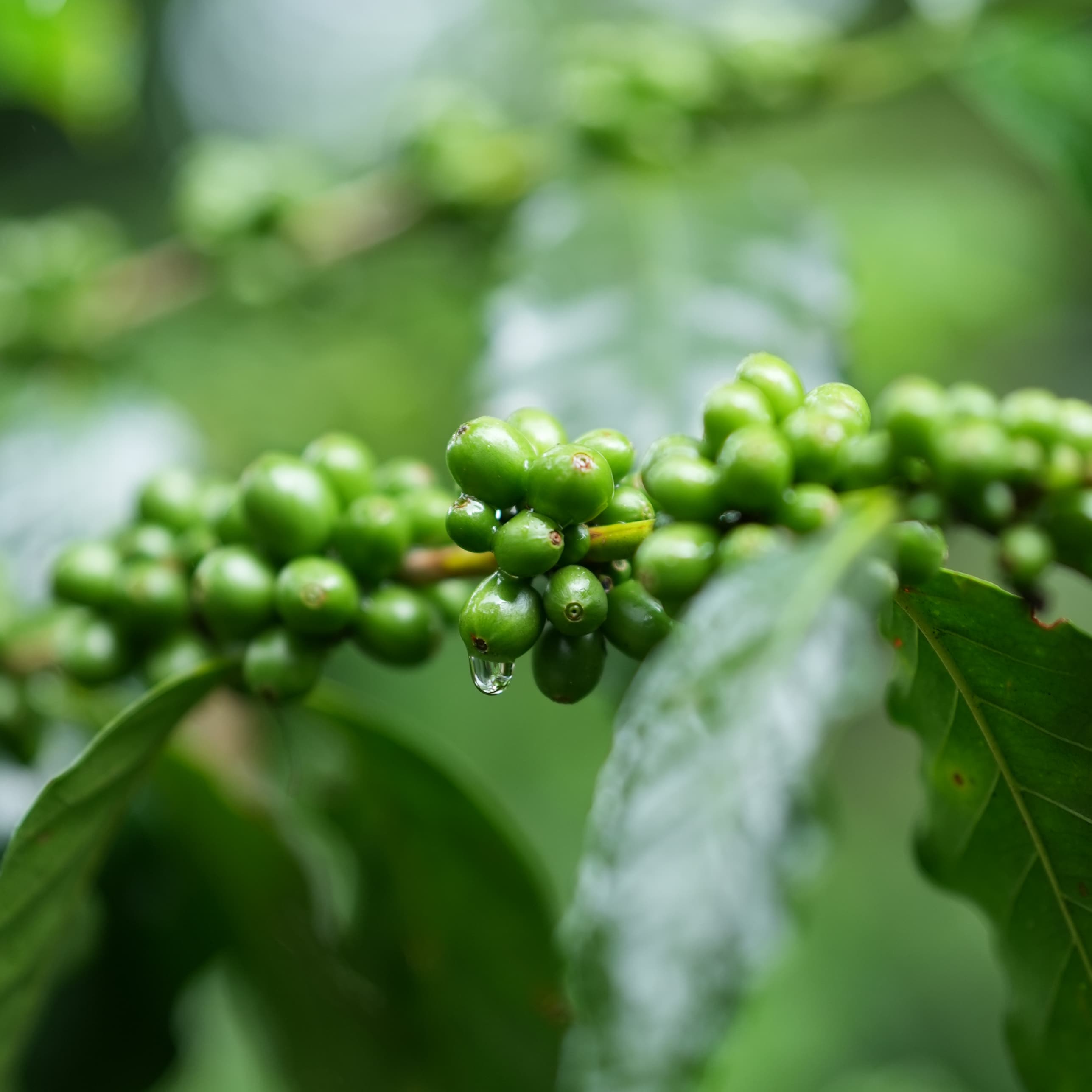 Las 4 regiones del café mexicano de altura: Veracruz, Oaxaca, Chiapas y Puebla