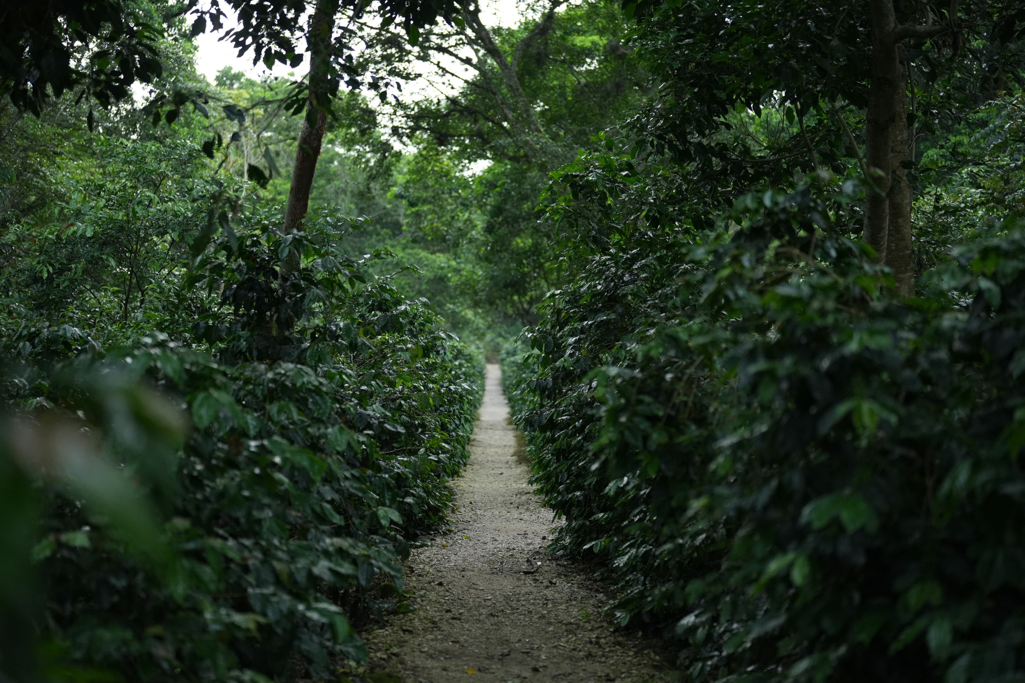 Granos de café de especialidad AM Café